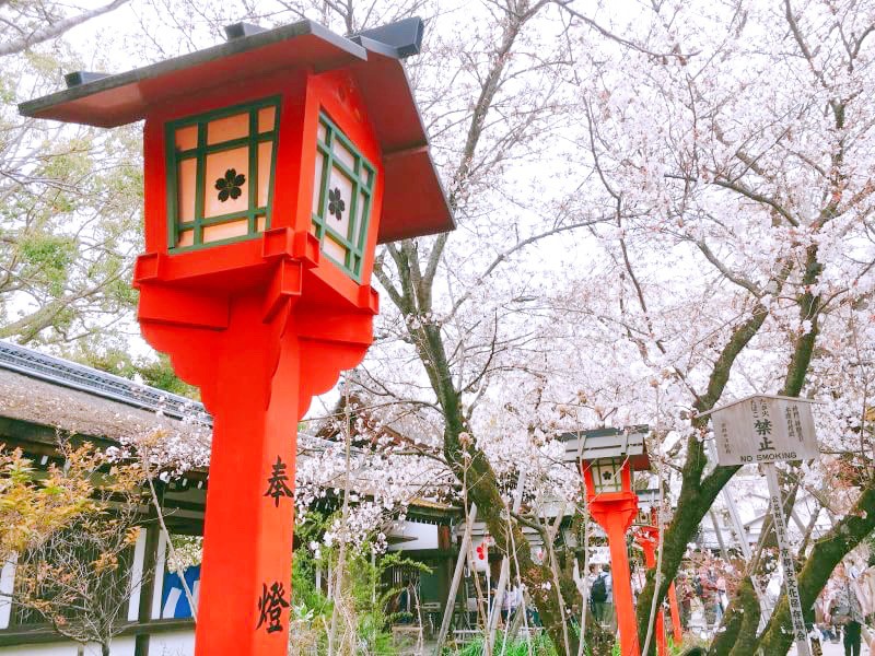 京都 　平野神社　桜